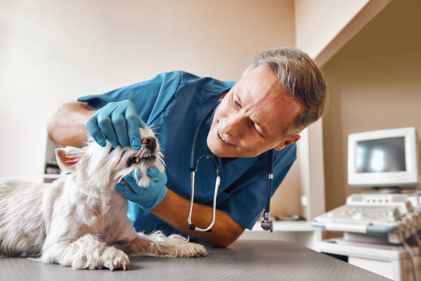 Best Pediatric Emergency Dentist in New Rockford, ND